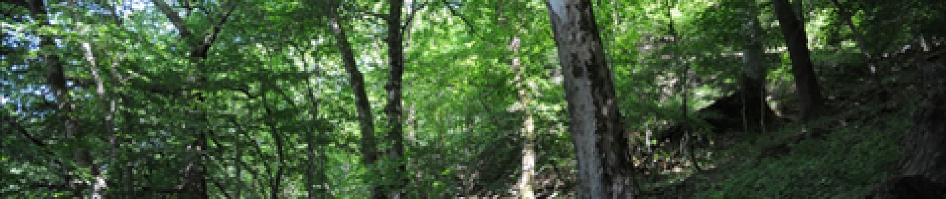 Point d'intérêt Herbeumont - 2 - Une forêt de pente - Photo
