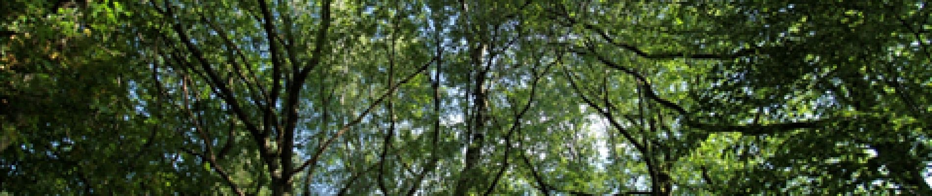 Point d'intérêt Ferrières - 2 - Très haut dans les branches - Photo