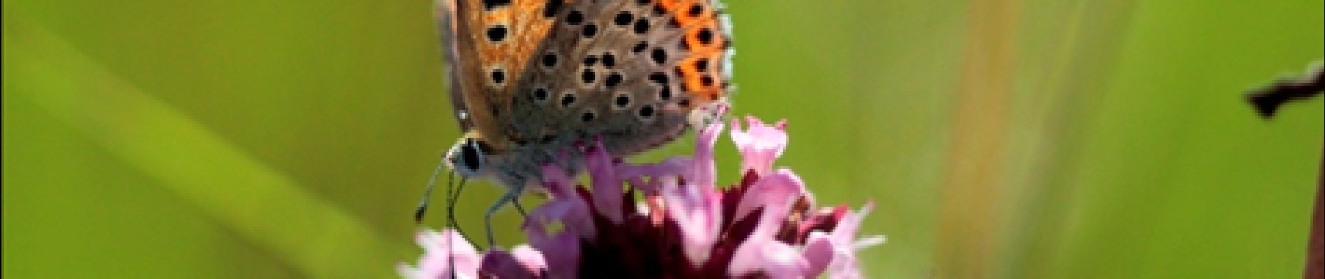 Point d'intérêt Ferrières - 4 - De l'origan et des papillons - Photo