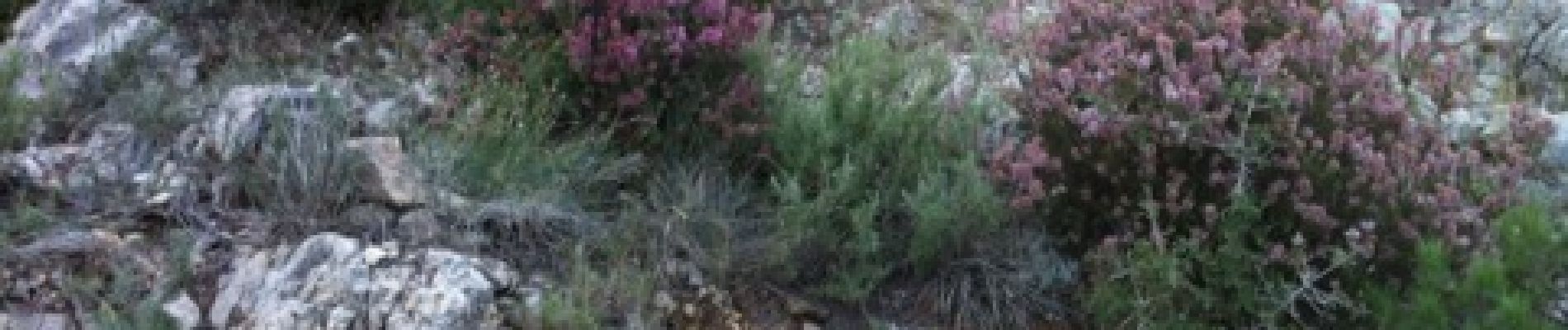 Point d'intérêt Marseille - Bruyère en fleurs  - Photo