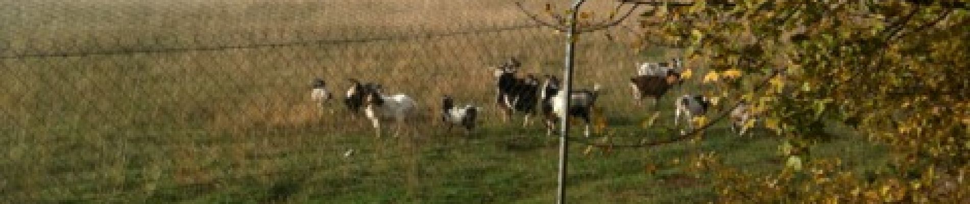 Punto de interés Limogne-en-Quercy - Chèvres au pâturage - Photo