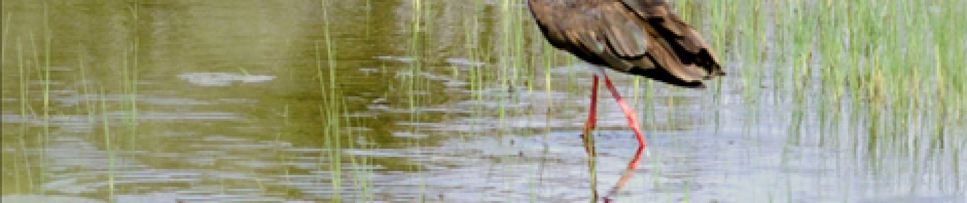 Punto di interesse Vresse-sur-Semois - 4 - Un échassier en forêt - Photo