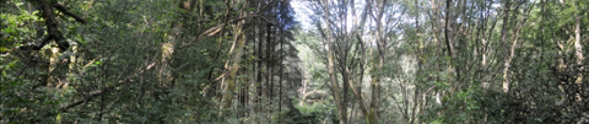 Punto di interesse Vresse-sur-Semois - 5 - Aux pieds de arbres - Photo