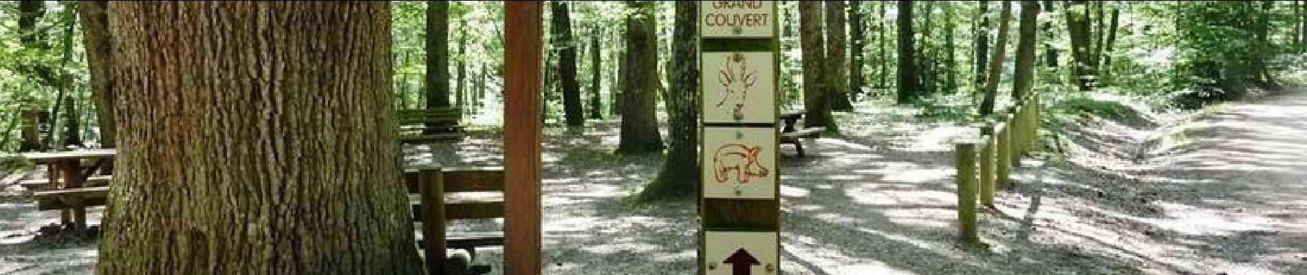 Randonnée V.T.T. Saint-Forgeux-Lespinasse - VTT en Forêt de Lespinasse - Le circuit du Sanglier - Photo