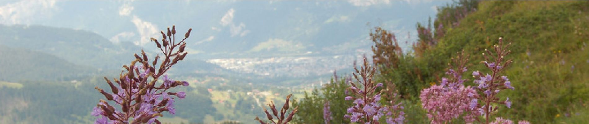 Tocht Stappen La Giettaz - Col de Jaillet - Le Plan - Photo