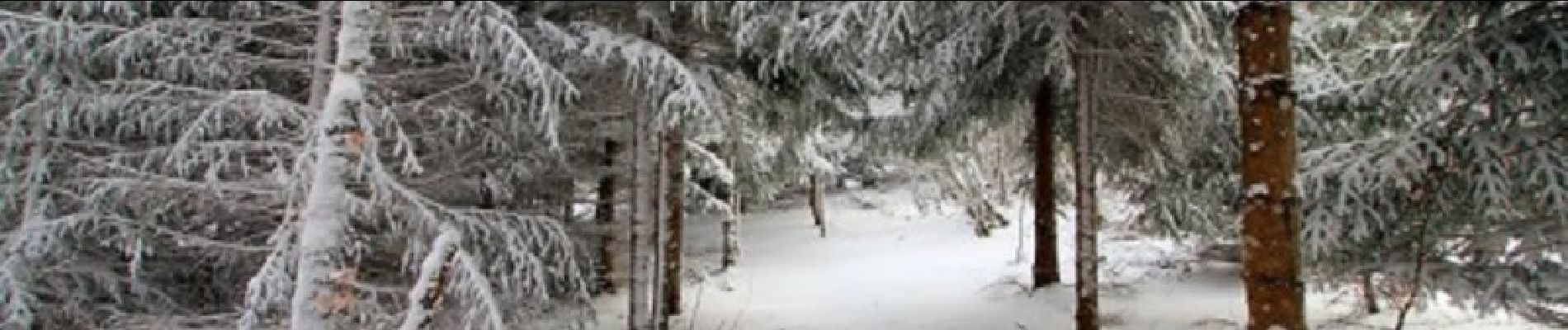 Trail Snowshoes Laguiole - Circuit botanique de Laguiole - Photo