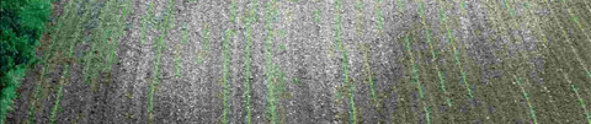 Point d'intérêt Havelange - Le Chêne au Gibet - Photo