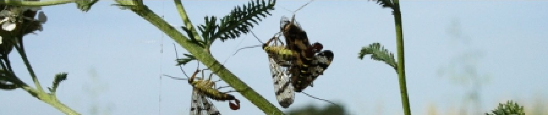 Point d'intérêt Aubange - Une mouche pas comme les autres - Photo
