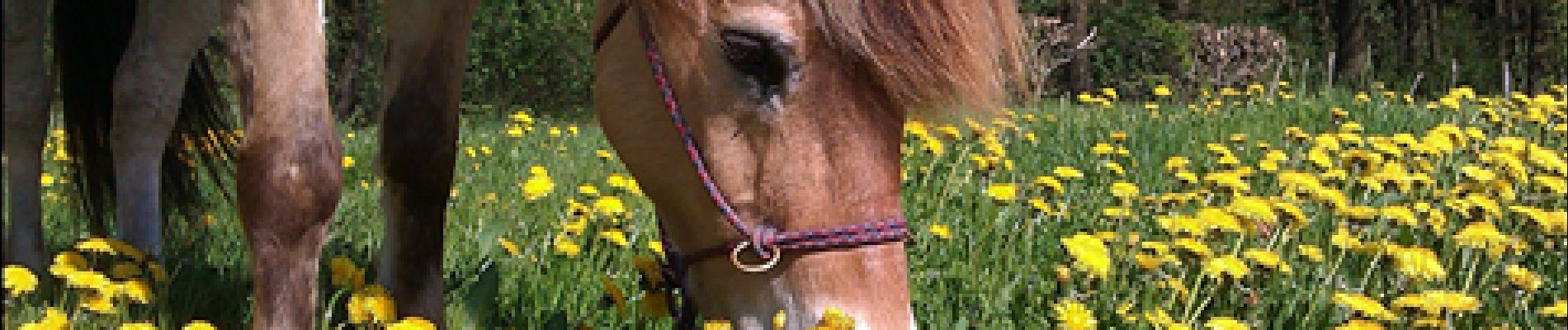 Tocht Paard Verviers - Cossart - Louveterie - Foyr - Croix du Pt Jean - Photo