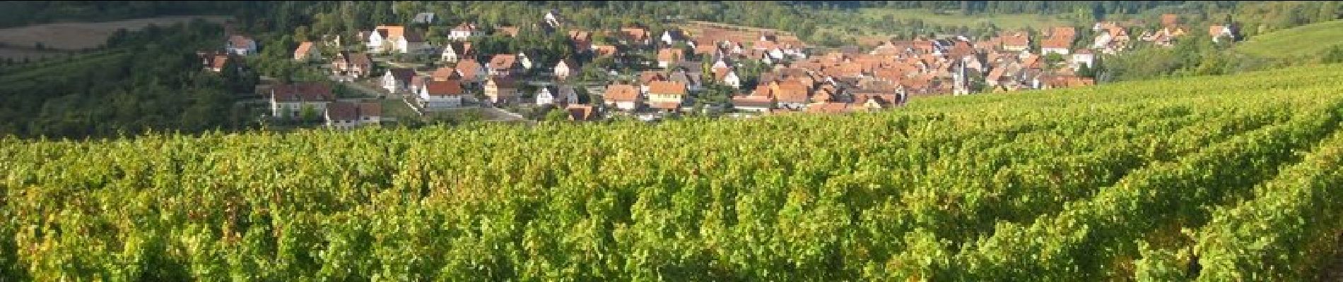 Randonnée Marche Dorlisheim - Escapade dans le vignoble de Dorlisheim - Photo