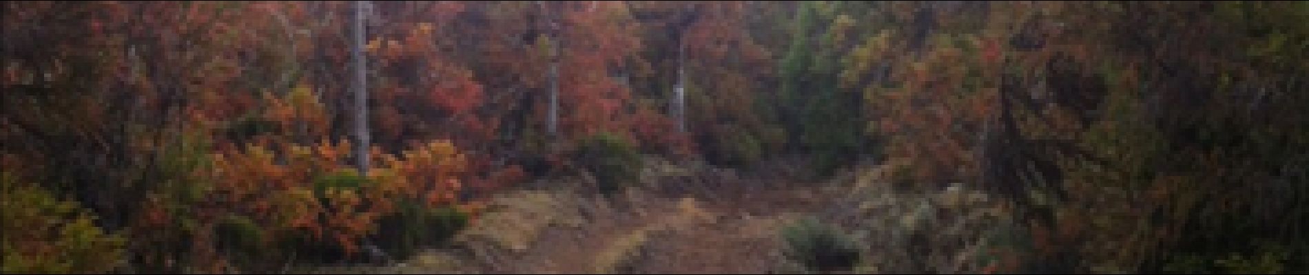 POI Le Tampon - sentier dans la forêt - Photo