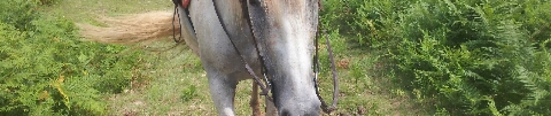 Tocht Paard Hasparren - marmauko errobia - Photo