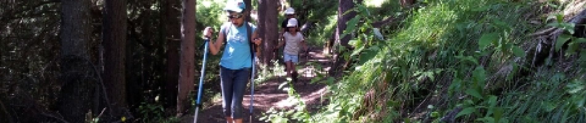 Punto di interesse Pralognan-la-Vanoise - Sentier sous le couvert forestier - Photo