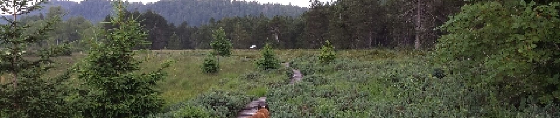 Tocht Stappen Nanchez - Prénovel - tourbières - Photo