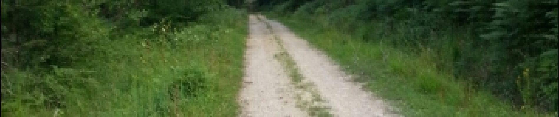 Tocht Paard Jouey - forêt de Buan - Photo