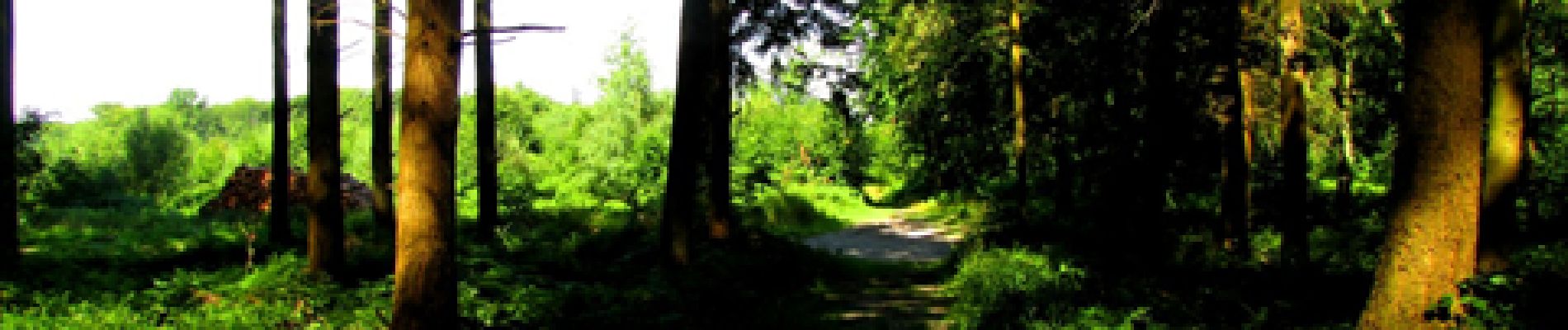 Trail Walking Longpont - en forêt de Retz_19_Longpont_carrefour de Vauvaudran_AR - Photo