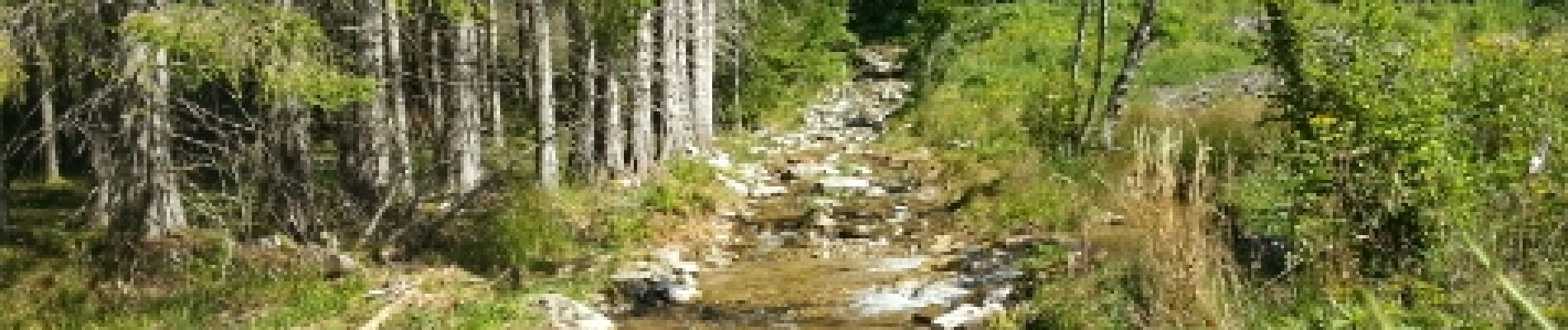 Point d'intérêt Le Brugeron - Rau du gros sapet 1 - Photo