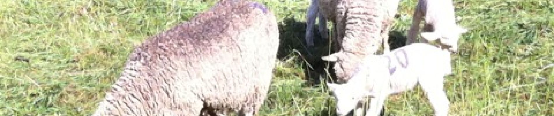 Point d'intérêt Ancelle - agneaux de lait - Photo