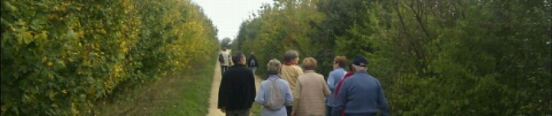 Trail Walking Coulon - Saint Liguaire. Les vignes - Photo