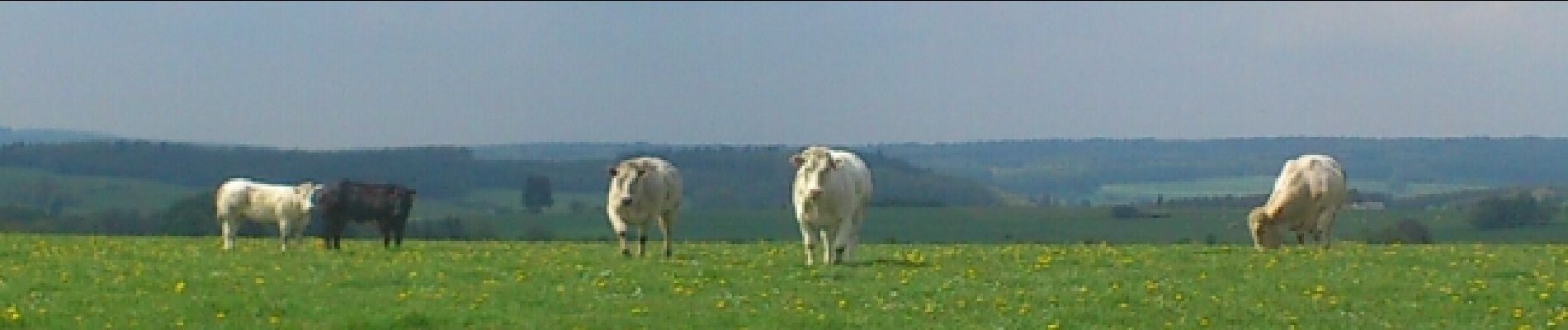 Tour Wandern Libramont-Chevigny - wifeumont adeps 2014 - Photo