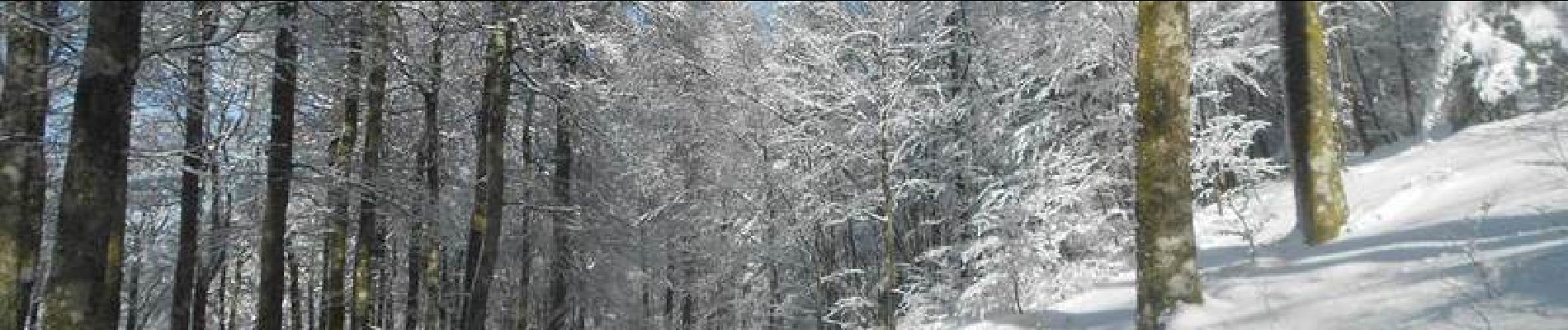 Tocht Sneeuwschoenen Bussang - Le Drumont par la Hutte - Bussang  - Photo