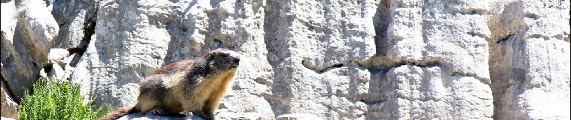 Point d'intérêt Brizon - Marmotte - Photo