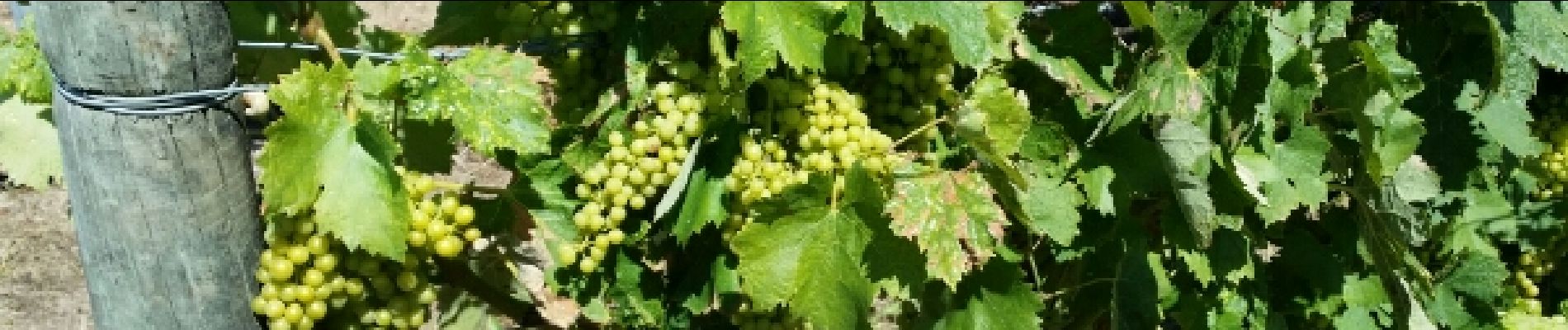 Punto di interesse Bourg-Charente - le vignoble de cognac - Photo