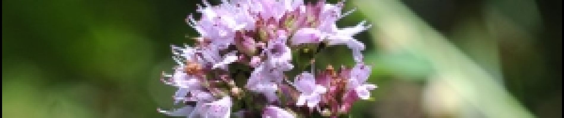 Punto di interesse Chimay - 2 - Fleurs des voies ferrées - Photo