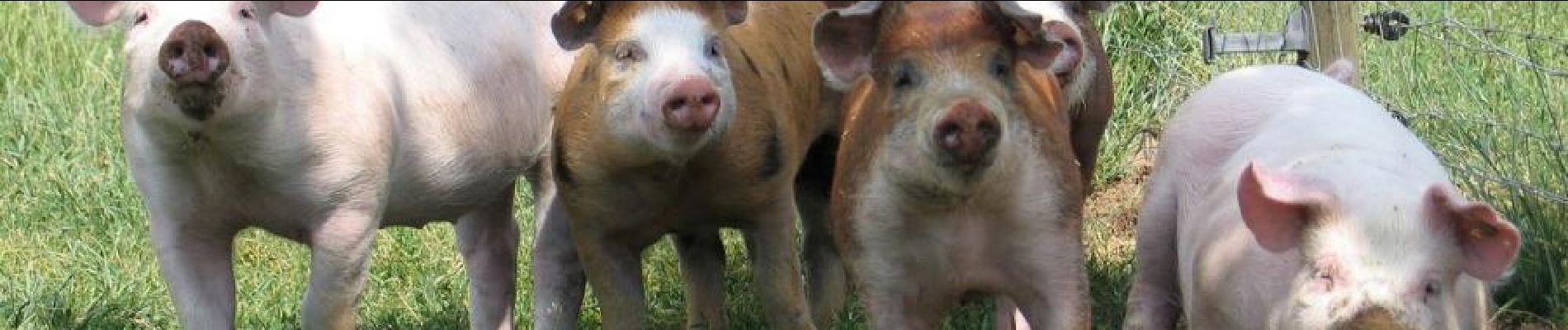 Punto de interés Nassogne - Elevage de porcs des prairies d'Ardenne - Photo