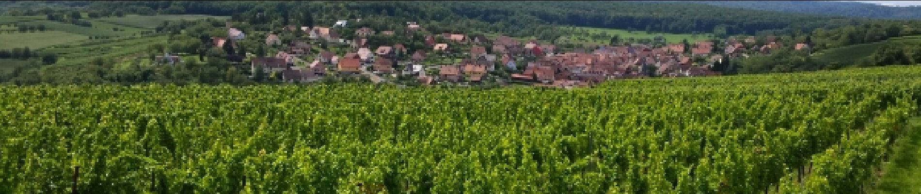 Excursión Senderismo Dorlisheim - Escapade dans le vignoble de Dorlisheim - Photo