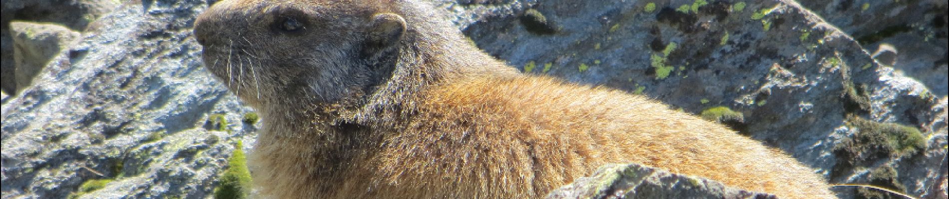 Point of interest Val-d'Isère - une marmotte - Photo