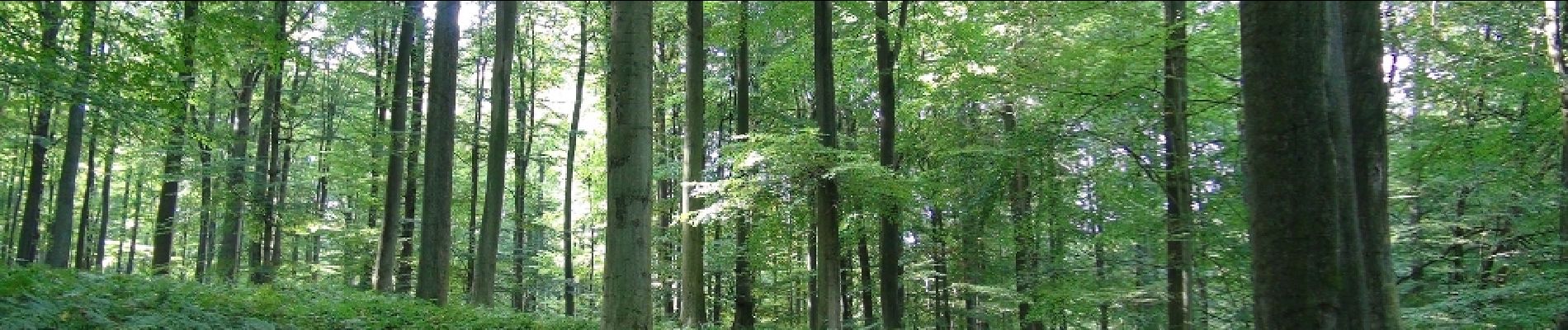 POI Terhulpen - La forêt de Soignes - Photo