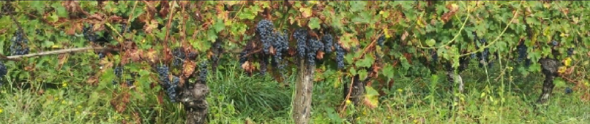 Punto di interesse Vindrac-Alayrac - 17 Vendanges proches - Photo