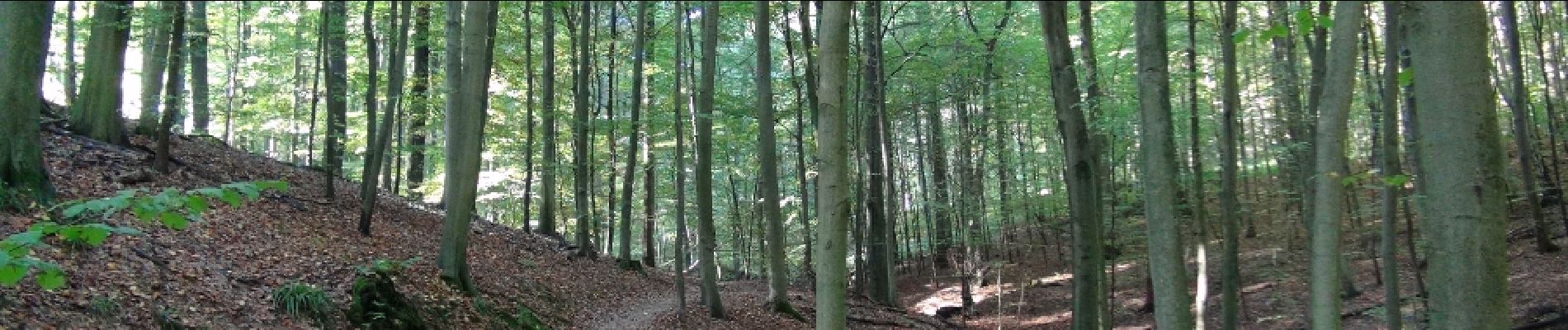 Point d'intérêt Uccle - Forêt de Soignes - Photo