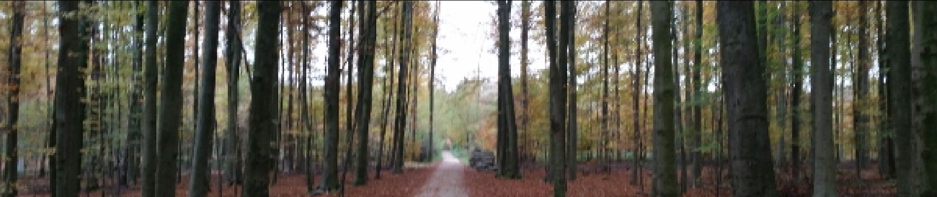 Tour Wandern Tervuren - ballade en forest de soignes - Photo