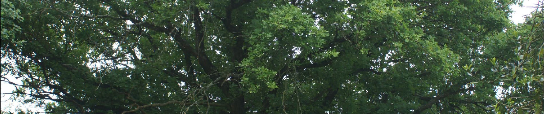 Point d'intérêt Assesse - Chêne pédonculé - Photo