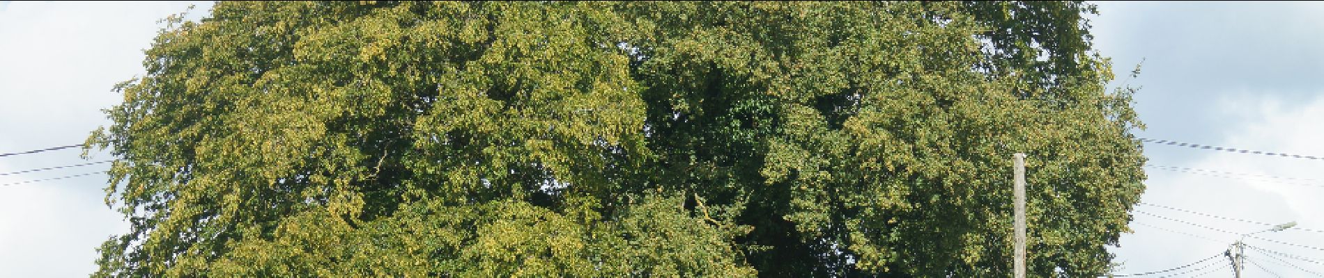 Point d'intérêt Assesse - Chêne pédonculé et Charmes commun - Photo
