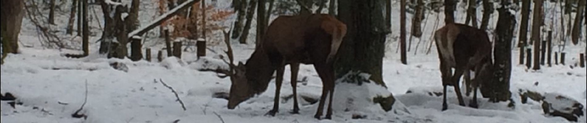 Trail Walking Eupen - ternell - Photo