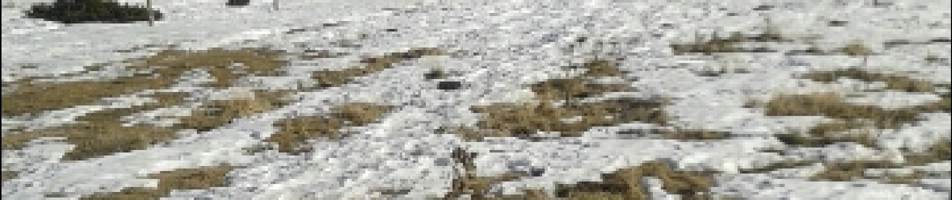 Randonnée Raquettes à neige Caudiès-de-Conflent - caudies de conflent - Photo