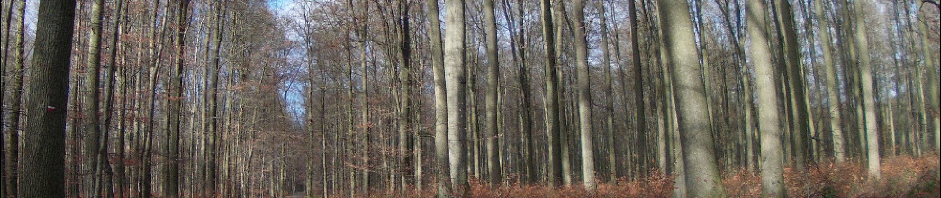 Punto di interesse Sint-Genesius-Rode - forêt de soigne - Photo