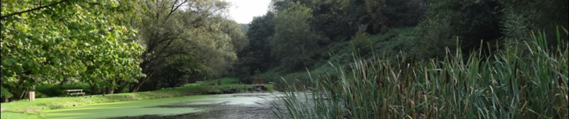 POI Wezet - Les étangs de la Julienne - Photo