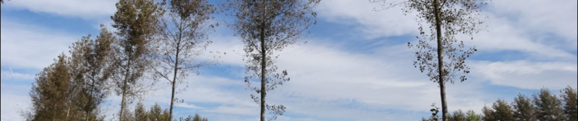 Point of interest Herve - Etonnant alignement d'arbres - Photo