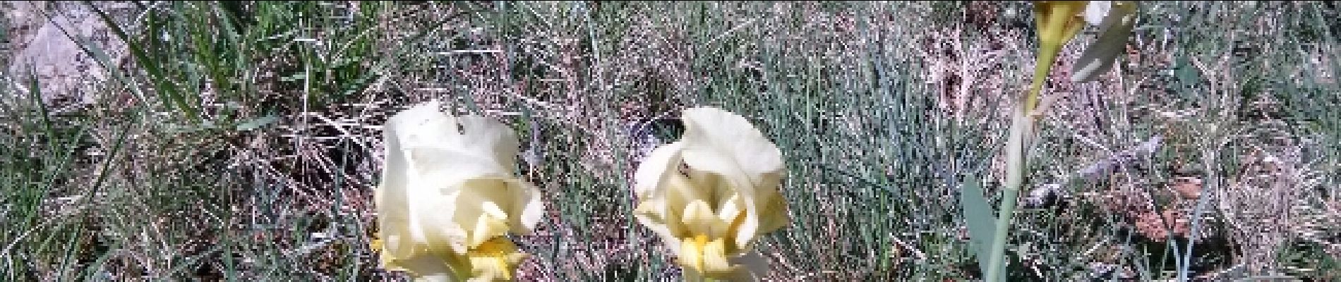 Point d'intérêt Bouquet - Iris sauvage - Photo