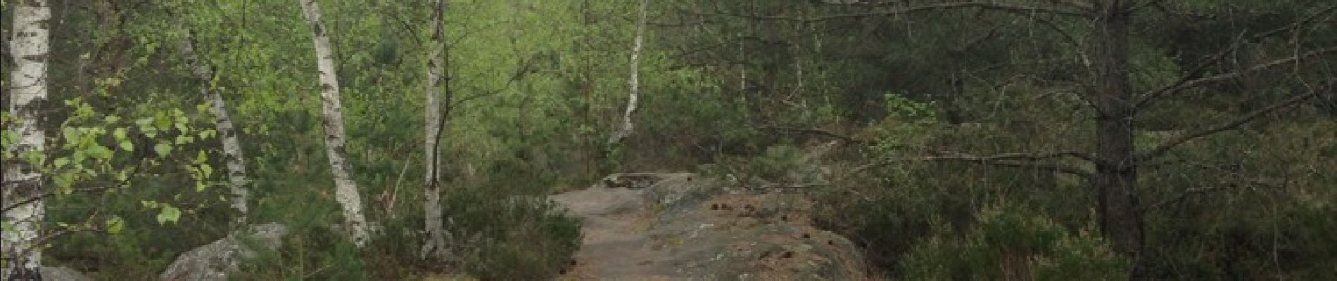 Randonnée Autre activité Noisy-sur-École - Circuit des Belvédères  - Photo