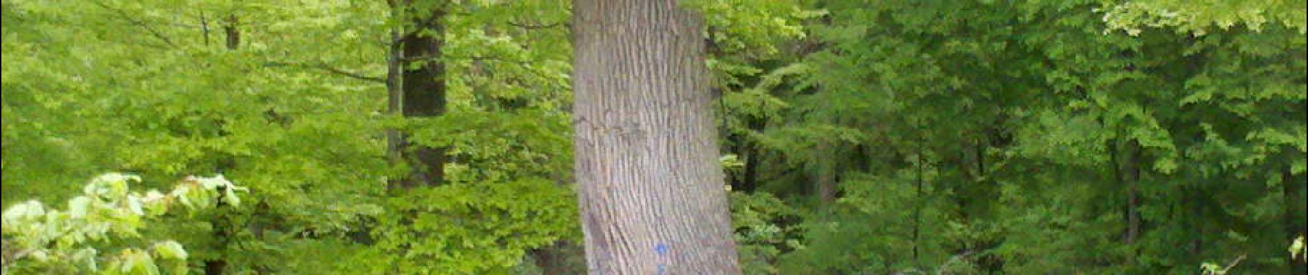Punto di interesse Fontainebleau - 15 - Chêne sessile ''F'', 3.80 m de circ. - Photo