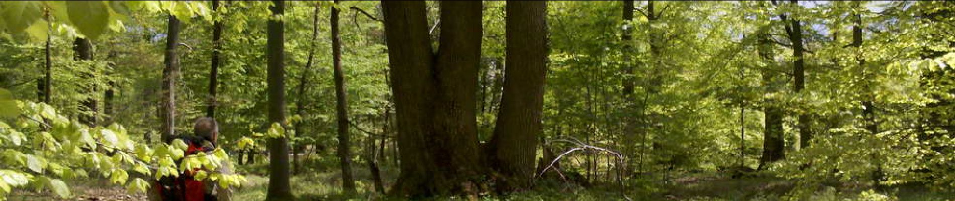 POI Fontainebleau - 17 - Chêne sessile à 2 tiges dont 1 double - Photo