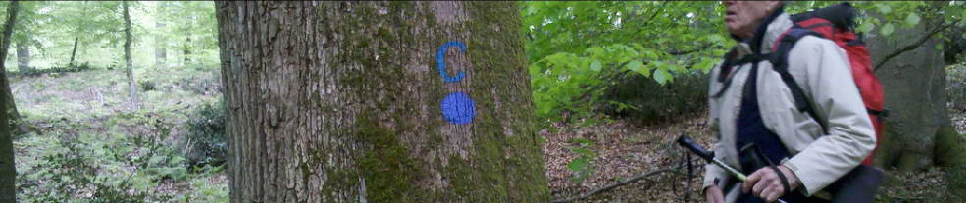 Punto di interesse Fontainebleau - 12 - Chêne sessile ''C'', 3.10 m de circ. - Photo