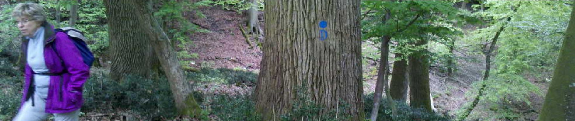 Point d'intérêt Fontainebleau - 13 - Chêne sessile ''D'', 3.45 m de circ. - Photo