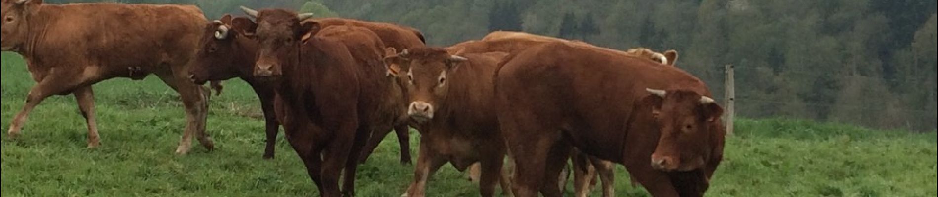 Tour Andere Aktivitäten Houyet - Marche ADEPS à Celles 15 km du 1er mai 2015 - Photo