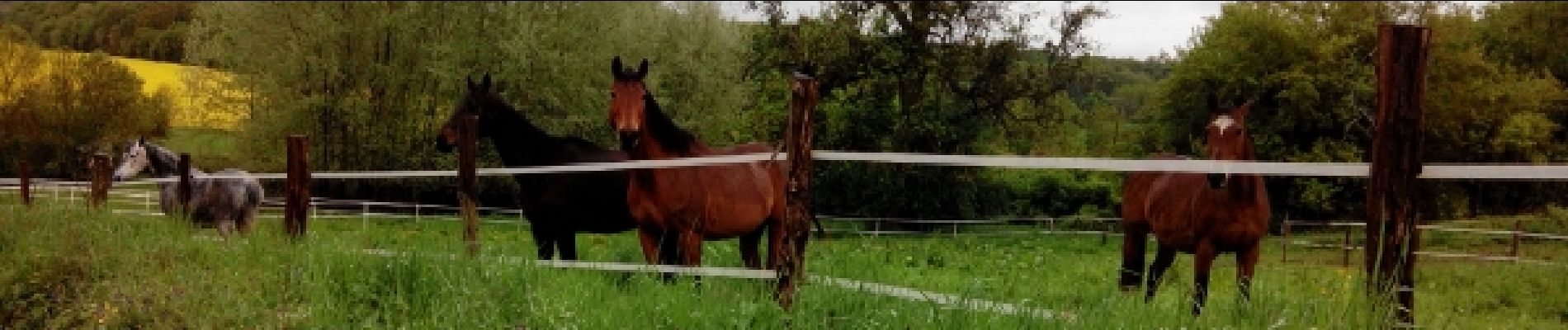 POI Chaumes-en-Brie - Chevaux - Photo